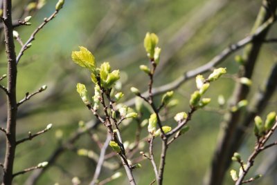 Ulmus minor - jilm habrolistý - jarní listy